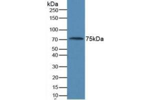 Western blot analysis of Human Serum. (AMH Antikörper  (AA 453-560))
