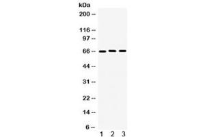 Western blot testing of 1) human U87, 2) rat PC-12 and 3) mouse NIH3T3 lysate with LMNB1 antibody. (Lamin B1 Antikörper  (AA 266-583))