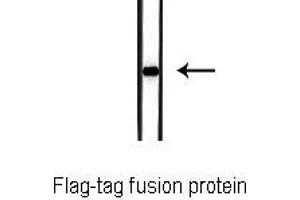 Western blot analysis of  Flag-tag fusion protein, using Flag-Tag Antibody. (DYKDDDDK Tag Antikörper)