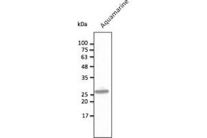 Western Blotting (WB) image for anti-Aquamarine Fluorescent Protein antibody (ABIN7273084) (Aquamarine Fluorescent Protein Antikörper)