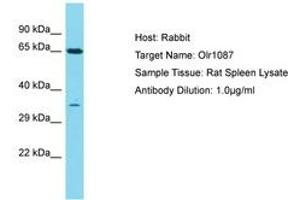 Image no. 1 for anti-Olfactory Receptor 1I1 (OR1I1) (C-Term) antibody (ABIN6750427) (OR1I1 Antikörper  (C-Term))