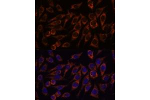 Immunofluorescence (IF) image for anti-Pyrroline-5-Carboxylate Reductase Family, Member 2 (PYCR2) (AA 271-320) antibody (ABIN7269766)