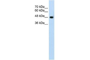 WB Suggested Anti-SLC38A1 Antibody Titration:  1.