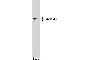 Western blot analysis of Stat1 on a A431 cell lysate.