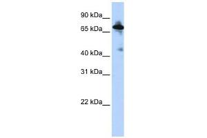 SLC9A8 antibody used at 1 ug/ml to detect target protein. (NHE8 Antikörper)
