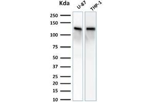 Western Blot Analysis of U-87 and THP-1 cell lysate using VCL Mouse Monoclonal Antibody (VCL/2572). (Vinculin Antikörper  (AA 174-322))
