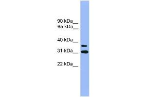 OR2D3 Antikörper  (C-Term)
