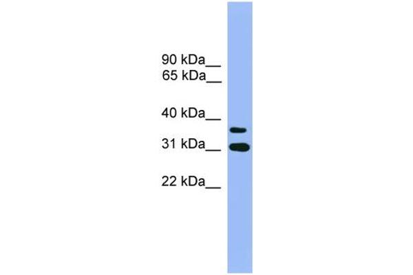 OR2D3 Antikörper  (C-Term)