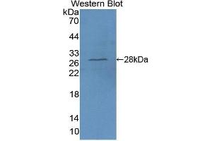 Western Blotting (WB) image for anti-Platelet-Activating Factor Acetylhydrolase 1b, Catalytic Subunit 3 (29kDa) (PAFAH1B3) (AA 28-231) antibody (ABIN1860117)