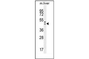 Western blot analysis of HEXIM1 antibody (Center) in mouse liver tissue lysates (35ug/lane). (HEXIM1 Antikörper  (Middle Region))