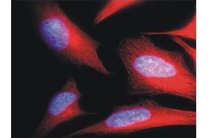 Immunofluorescence staining of HeLa human cervix carcinoma cell line using anti-alpha-tubulin (; red). (alpha Tubulin Antikörper  (Biotin))
