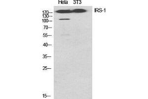 Western Blot (WB) analysis of specific cells using IRS-1 Polyclonal Antibody.