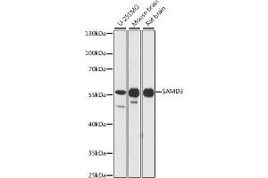 Western blot analysis of extracts of various cell lines, using S antibody (ABIN7270592) at 1:1000 dilution. (SAMD3 Antikörper  (AA 1-210))