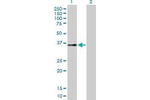 Western Blot analysis of GPD1L expression in transfected 293T cell line by GPD1L MaxPab polyclonal antibody.