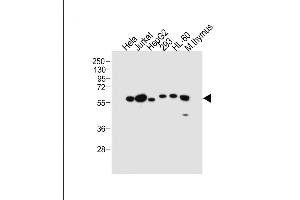All lanes : Anti-PDCD4 Antibody (Center) at 1:2000 dilution Lane 1: Hela whole cell lysate Lane 2: Jurkat whole cell lysate Lane 3: HepG2 whole cell lysate Lane 4: 293 whole cell lysate Lane 5: HL-60 whole cell lysate Lane 6: Mouse thymus tissue lysate Lysates/proteins at 20 μg per lane. (PDCD4 Antikörper  (AA 121-149))