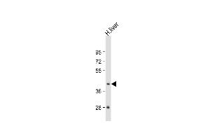 Western Blotting (WB) image for anti-Guanine Nucleotide Binding Protein (G Protein), alpha 15 (Gq Class) (GNA15) (AA 333-361), (C-Term) antibody (ABIN654440)