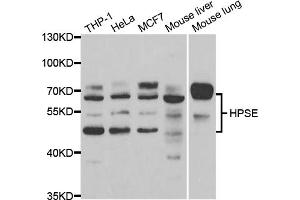 Western blot analysis of extracts of various cell lines, using HPSE antibody (ABIN5973355) at 1/1000 dilution. (HPSE Antikörper)