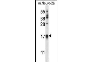 CDKN1A Antibody (C-term) (ABIN657391 and ABIN2846432) western blot analysis in mouse Neuro-2a cell line lysates (35 μg/lane). (p21 Antikörper  (C-Term))