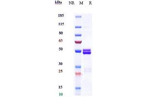 Anti-IL-6 / IFNb2 Reference Antibody (MEDI 5117) on SDS-PAGE under reducing (R) condition.