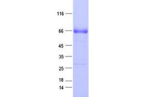 Western Blotting (WB) image for EPH Receptor A2 (EPHA2) protein (DYKDDDDK Tag) (ABIN2720233)