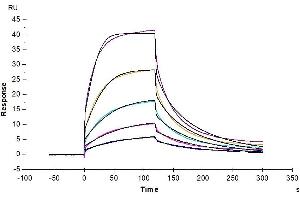 Surface Plasmon Resonance (SPR) image for Signal-Regulatory Protein alpha (SIRPA) (AA 31-370) protein (His tag) (ABIN7275650)