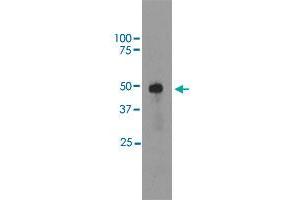 Western blot analysis of bovine retinal extracts using SAG monoclonal antibody, clone S128  at 1:5000 dilution. (SAG Antikörper  (C-Term))