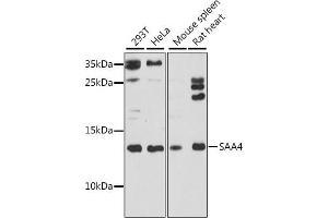 Western blot analysis of extracts of various cell lines, using S antibody (ABIN7270254) at 1:1000 dilution. (SAA4 Antikörper  (C-Term))