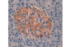IHC-P analysis of pancreas tissue, with DAB staining. (AOAH Antikörper  (AA 24-300))