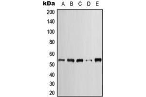 Western Blotting (WB) image for anti-Keratin 7 (KRT7) (C-Term) antibody (ABIN7296130)