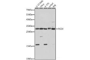 Western blot analysis of extracts of various cell lines using RGS4 Polyclonal Antibody at dilution of 1:1000. (RGS4 Antikörper)