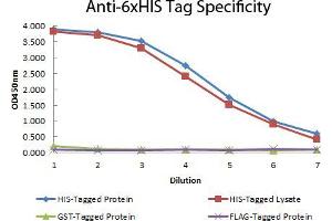 ELISA of Mouse anti-6xHIS Tag Antibody Antigen: HIS-tagged purified protein and E. (His Tag Antikörper  (DyLight 405))