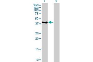 Western Blot analysis of POLE expression in transfected 293T cell line by POLE MaxPab polyclonal antibody. (POLE Antikörper  (AA 1-370))