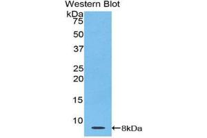 Western Blotting (WB) image for anti-Thymosin beta-4 (TMSB4X) (AA 1-44) antibody (ABIN1078566) (TMSB4X Antikörper  (AA 1-44))