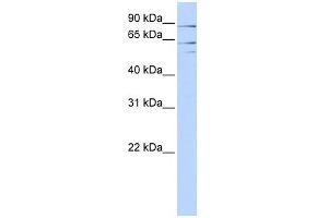 XPNPEP2 antibody used at 1 ug/ml to detect target protein. (XPNPEP2 Antikörper)