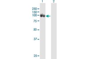 Western Blot analysis of DAB2 expression in transfected 293T cell line by DAB2 MaxPab polyclonal antibody.