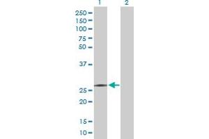 Western Blot analysis of RFXANK expression in transfected 293T cell line by RFXANK MaxPab polyclonal antibody.