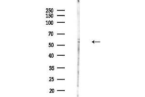 anti-Spinster Homolog 1 (SPNS1) antibody
