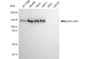 Western blotting analysis using p150 CAF1 antibody (ABIN7798059). (Rekombinanter CHAF1A Antikörper)