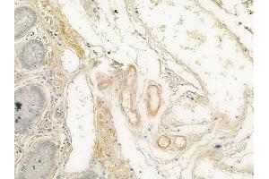 ABIN6257693 and ABIN6274606 at 1/100 staining human normal colon tissue by IHC-P.