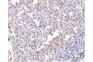 Immunohistochemistry (IHC) image for anti-Lymphocyte Antigen 96 (LY96) (AA 2-160) antibody (ABIN492534) (LY96 Antikörper  (AA 2-160))
