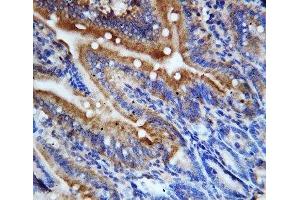 IHC-P: CX3CL1 antibody testing of rat intestine tissue (CX3CL1 Antikörper  (N-Term))