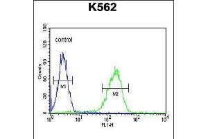 Flow cytometric analysis of K562 cells (right histogram) compared to a negative control cell (left histogram). (APOL6 Antikörper  (AA 126-155))