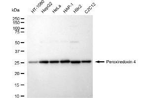 Western blotting analysis using Peroxiredoxin 4 antibody (ABIN7799779). (Rekombinanter Peroxiredoxin 4 Antikörper)