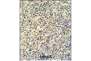 FLI-1 Antibody (N-term) (ABIN390410 and ABIN2840799) IHC analysis in formalin fixed and paraffin embedded human tonsil tissue followed by peroxidase conjugation of the secondary antibody and DAB staining. (FLI1 Antikörper  (N-Term))