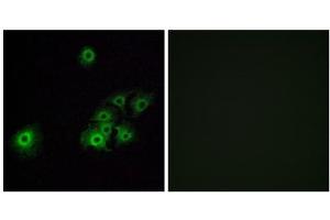 Immunofluorescence analysis of A549 cells, using OR4C15 antibody. (OR4C15 Antikörper  (C-Term))