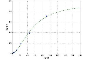 Creatine Kinase, Mitochondrial 1B (CKMT1B) ELISA Kit