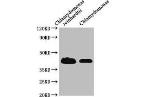 Western Blot Positive WB detected in: Chlamydomonas reinhardtii tissue, Chlamydomonas tissue All lanes: RB38 antibody at 1:1000 Secondary Goat polyclonal to rabbit IgG at 1/50000 dilution Predicted band size: 45 kDa Observed band size: 45 kDa (Chloroplast-Targeted RNA-Binding Protein (RB38) (AA 1-382) Antikörper)