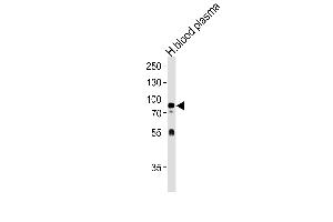 NRG3 Antibody (Center) (ABIN1537707 and ABIN2840659) western blot analysis in human blood plasma tissue lysates (35 μg/lane). (Neuregulin 3 Antikörper  (AA 305-336))