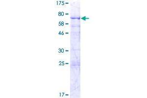 SLC25A24 Protein (AA 1-477) (GST tag)