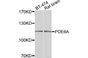 Western blot analysis of extracts of various cell lines, using PDE6A antibody (ABIN5974769) at 1/1000 dilution. (PDE6A Antikörper)
